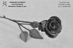 Kovářská růže - poupátko s lístky