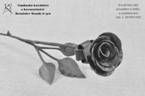 Kovářská růže - poupátko s lístky a podstavcem